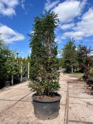 3x Venijnboom, Taxus Baccata, haagplant, wintergroen, ca. 300-350 cm h