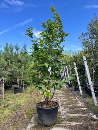 Hazelaar, Corylus ‘Tonda Romana’, meerstammig, ca. 200-250 cm hoog