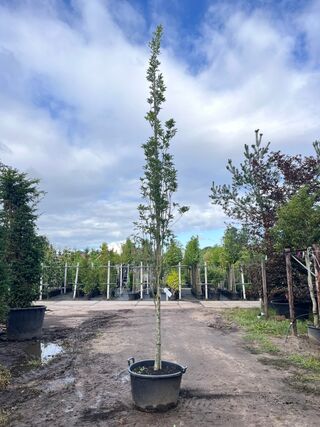 Moeraseik, Quercus Green Pillar, zuilboom, ca. 4-5 m hoog