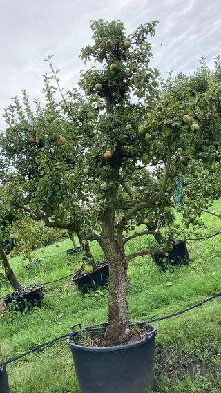 6x Perenboom, Pyrus ‘Conference’, karakterboom, vruchtdragend, ca. 3-3