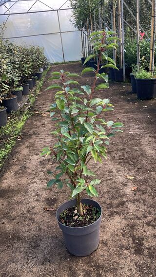 Ca. 100x Portugese laurier, Prunus ‘Angustifolia’, haagplant, wintergr