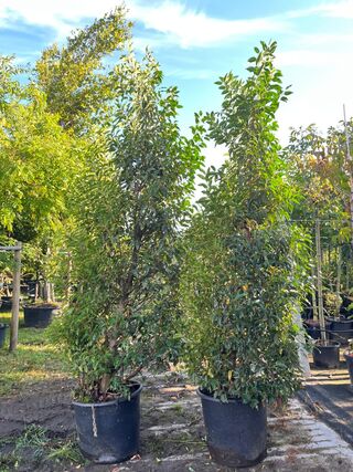 5x Portugese laurier, Prunus ‘Angustifolia’, haagplant, wintergroen, c