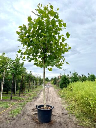 2x Plataan, Platanus Hispanica, hoogstam, ca. 5 m hoog