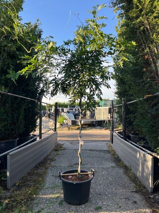 Blauweregen, Wisteria ‘Prolific’, dakvorm, blauwe bloei, ca. 2.5 m hoo
