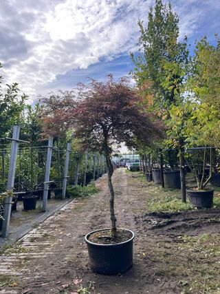 Japanse esdoorn, Acer ‘Garnet’, dakvorm, roodbladig, ca. 150-175 cm ho