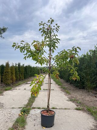 Ca. 10x Sierappel, Malus ‘Evereste’, bloesemboom, rode sierappeltjes,