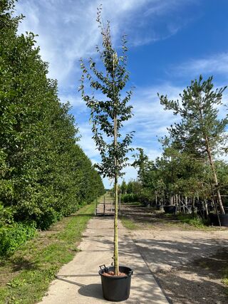 2x Perzisch ijzerhout, Parrotia Persica, hoogstam, rode herfstkleur, c