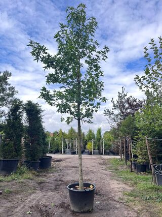 2x Amberboom, Liquidambar Styraciflua, hoogstam, herfstverkleuring, ca
