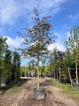 Rode beuk, Fagus ‘Atropunicea’, hoogstam, roodbladig, ca. 5-6 m hoog
