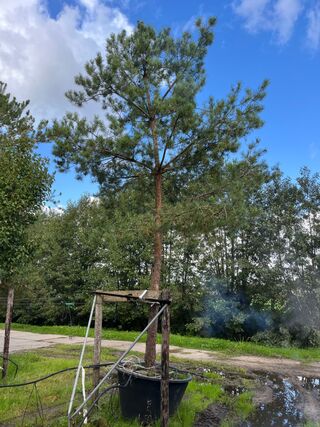 Grove den, Pinus Sylvestris, naaldboom, wintergroen, ca. 6 m hoog