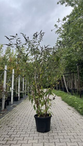 Vlinderstruik, Buddleja ‘Adonis Blue’, sierheester, paarse bloei, ca.