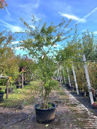 2x Japanse sierkers, Prunus ‘Oshidori’, meerstammig, wit/roze bloei, c