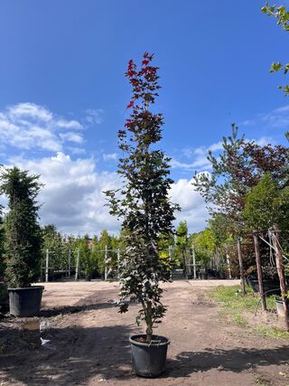 2x Noorse esdoorn, Acer ‘Crimson Sentry’, zuilvorm, roodbladig, ca. 4-