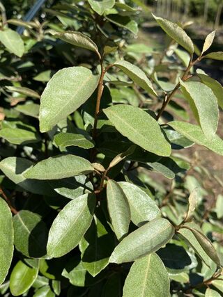 Olijfwilg, Elaeagnus Ebbingei, meerstammig, wintergroen, ca. 150-175 c