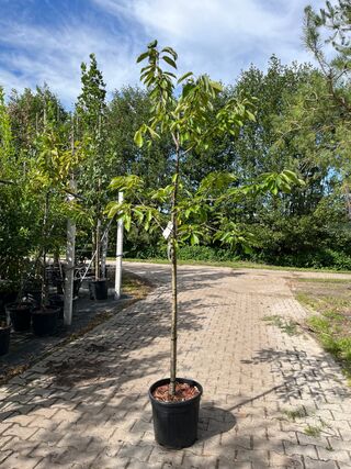 2x Kersenboom, Prunus ‘Kordia’, fruitgaardboom, vruchtdragend, ca. 2-2