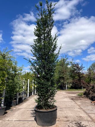 3x Venijnboom, Taxus Baccata, haagplant, wintergroen, ca. 375-425 cm h