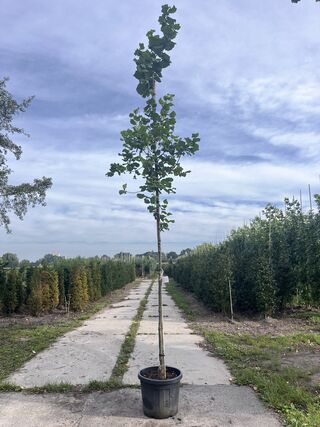 2x Hazelaar, Corylus Avellana, sierheester, ca. 3-3.5 m hoog