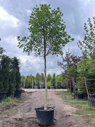 3x Amerikaanse tulpenboom, Liriodendron Tulipifera, hoogstam, gele her