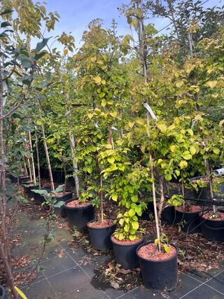 3x Klimhortensia, Hydrangea Anomala Petiolaris, klimplant, witte bloei