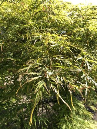Japanse esdoorn, Acer ‘Dissectum’, prieelboom, ca. 150-175 cm hoog