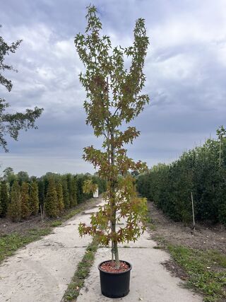 Amberboom, Liquidambar Styraciflua, hoogstam, herfstverkleuring, ca. 3