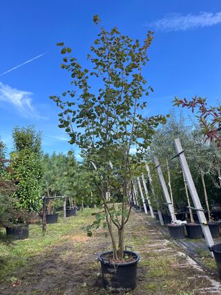 2x Hazelaar, Corylus Avellana, sierheester, ca. 250-300 cm hoog