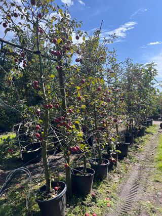 Ca. 10x Appelboom, Malus ‘Redlove’, fruitgaardboom, rode appel, ca. 2.