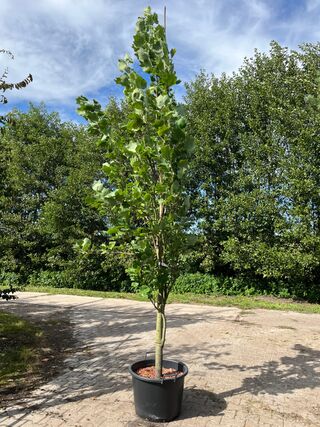 2x Amerikaanse tulpenboom, Liriodendron ‘Fastigiatum’, zuilvorm, gele
