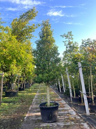 2x Portugese laurier, Prunus ‘Angustifolia’, solitair, wintergroen, ca