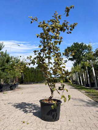 3x Sierstruik, Cercis Canadensis, E.a., sierheester, bloei/herfstverkl
