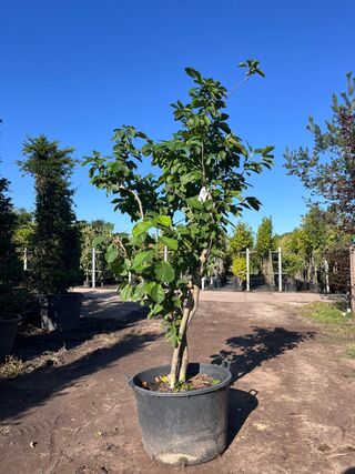 Japanse magnolia, Magnolia Kobus, meerstammig, witte bloei, ca. 2.5 m