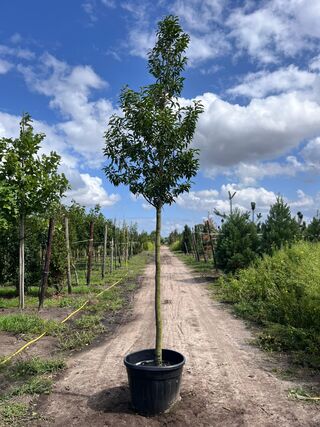 2x Portugese laurier, Prunus ‘Angustifolia’, leigeschikt, wintergroen,