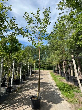 4x Witte moerbei, Morus ‘Fruitless’, hoogstam, ca. 3-3.5 m hoog