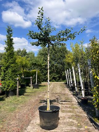 2x Japanse notenboom, Ginkgo Biloba, dakboom, gele herfstkleur, ca. 22