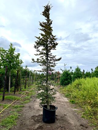 2x Rode beuk, Fagus ‘Atropunicea’, geveerd, roodbladig, ca. 5 m hoog
