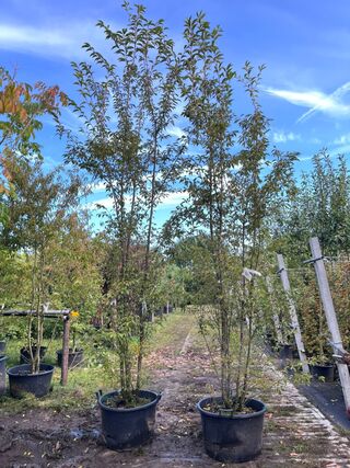 2x Japanse sierkers, Prunus ‘Paean’, meerstammig, roze bloei, ca. 250-