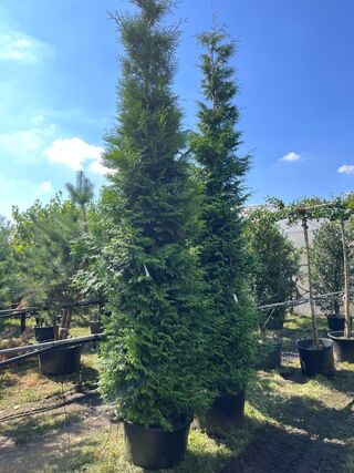2x Conifeer, Thuja ‘Gelderland’, haagplant, wintergroen, ca. 400-450 c