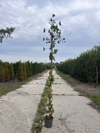 Ca. 30x Klimop, Hedere Hibernica, klimplant, ca. 180-200 cm hoog