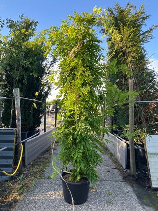 2x Blauweregen, Wisteria ‘Prolific’, zuilvorm, blauwe bloei, ca. 2.5 m