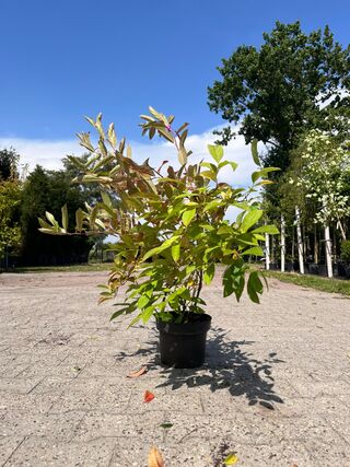 Ca. 30x Sierstruik, Forsythia, E.a., sierheester, bloei/herfstverkleur
