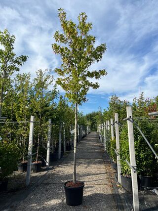 3x Amberboom, Liquidambar ‘Worplesdon’, hoogstam, herfstverkleuring, c
