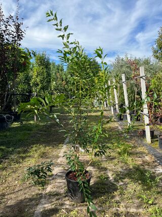 3x Chinees klokje, Forsythia ‘Spectabilis’, sierheester, gele bloei, c