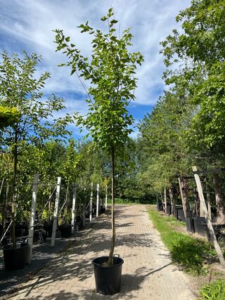 Witte moerbei, Morus ‘Fruitless’, hoogstam, ca. 3-3.5 m hoog