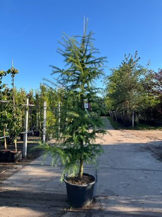 3x Hybride lork, Larix Marschlinsii, geveerd, blauwgroen, ca. 3 m hoog