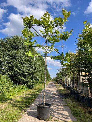 2x Plataan, Platanus Hispanica, leiboom, ca. 180 cm stamhoogte
