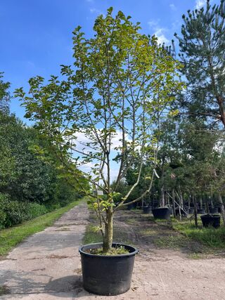 Beverboom, Magnolia ‘Galaxy’, meerstammig, roze bloei, ca. 350-400 cm