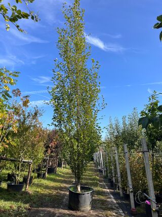 2x Beuk, Fagus ‘Dawyck ‘, zuilvorm, ca. 500-550 cm hoog