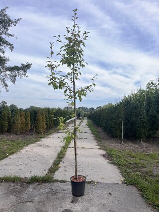 5x Perenboom, Pyrus ‘Saint Rémy’, fruitgaardboom, vruchtdragend, ca. 3