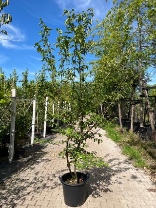 2x Gele kornoelje, Cornus Mas, sierheester, gele bloei, ca. 200 cm hoo