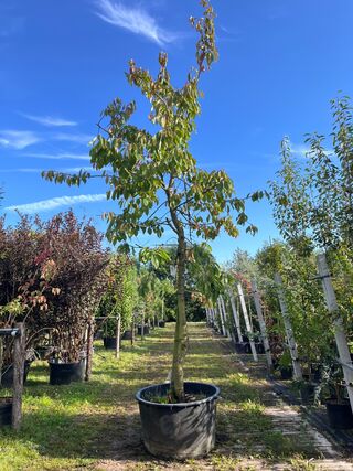 Kersenboom, Prunus ‘Kordia’, fruitgaardboom, vruchtdragend, ca. 3-3.5